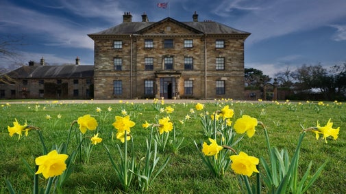 A golden front lawn of daffodils